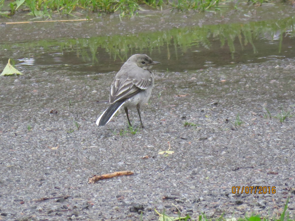 White Wagtail - ML616944681