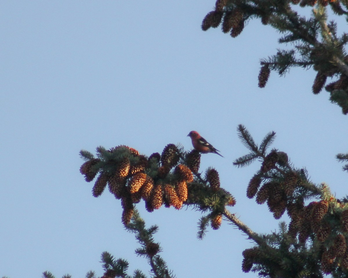 White-winged Crossbill - ML616944682