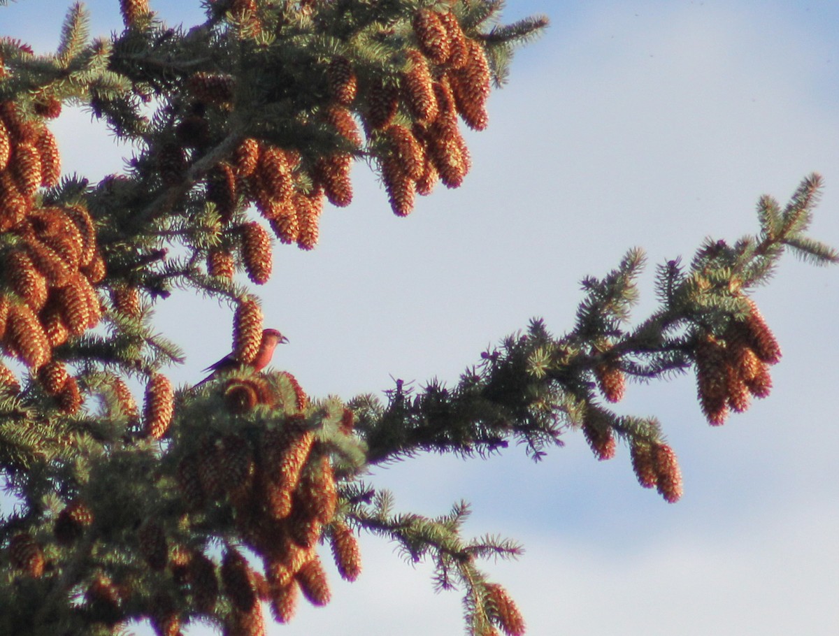 White-winged Crossbill - ML616944683