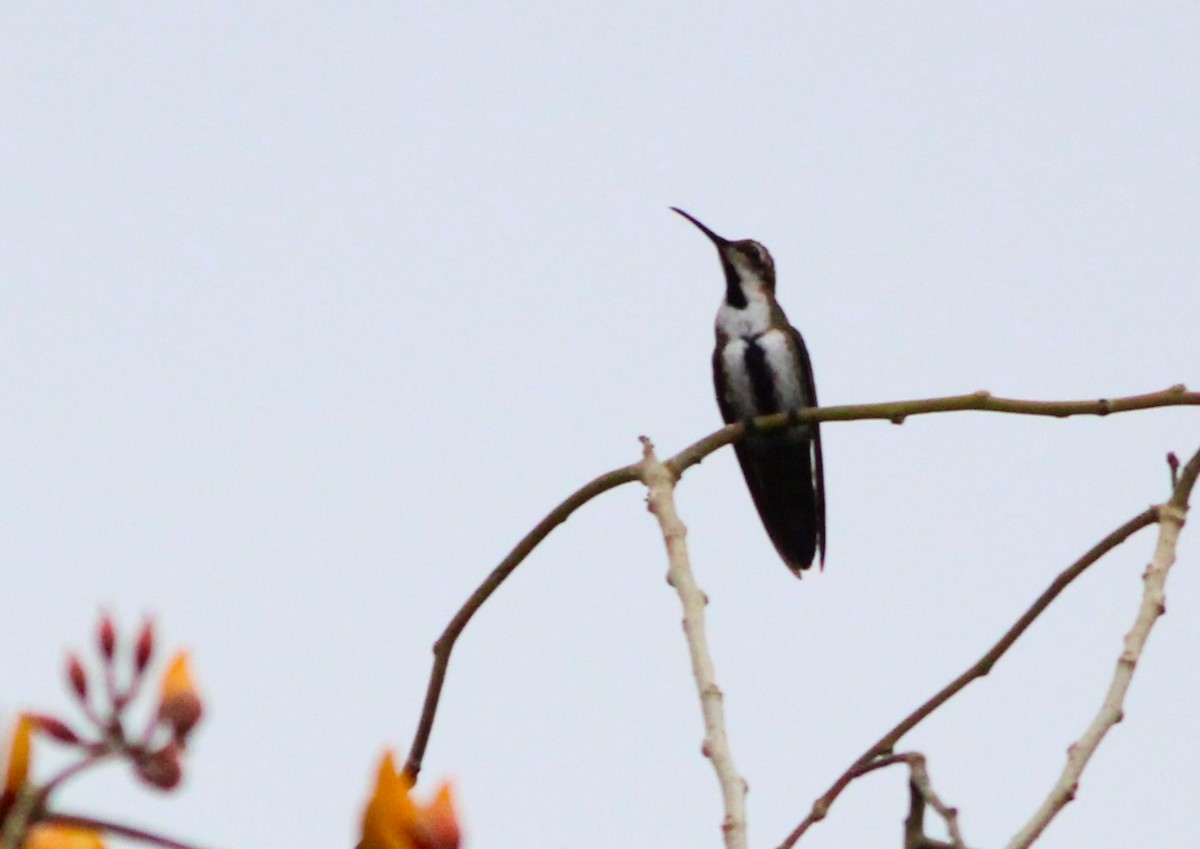 kolibřík tropický - ML616944697