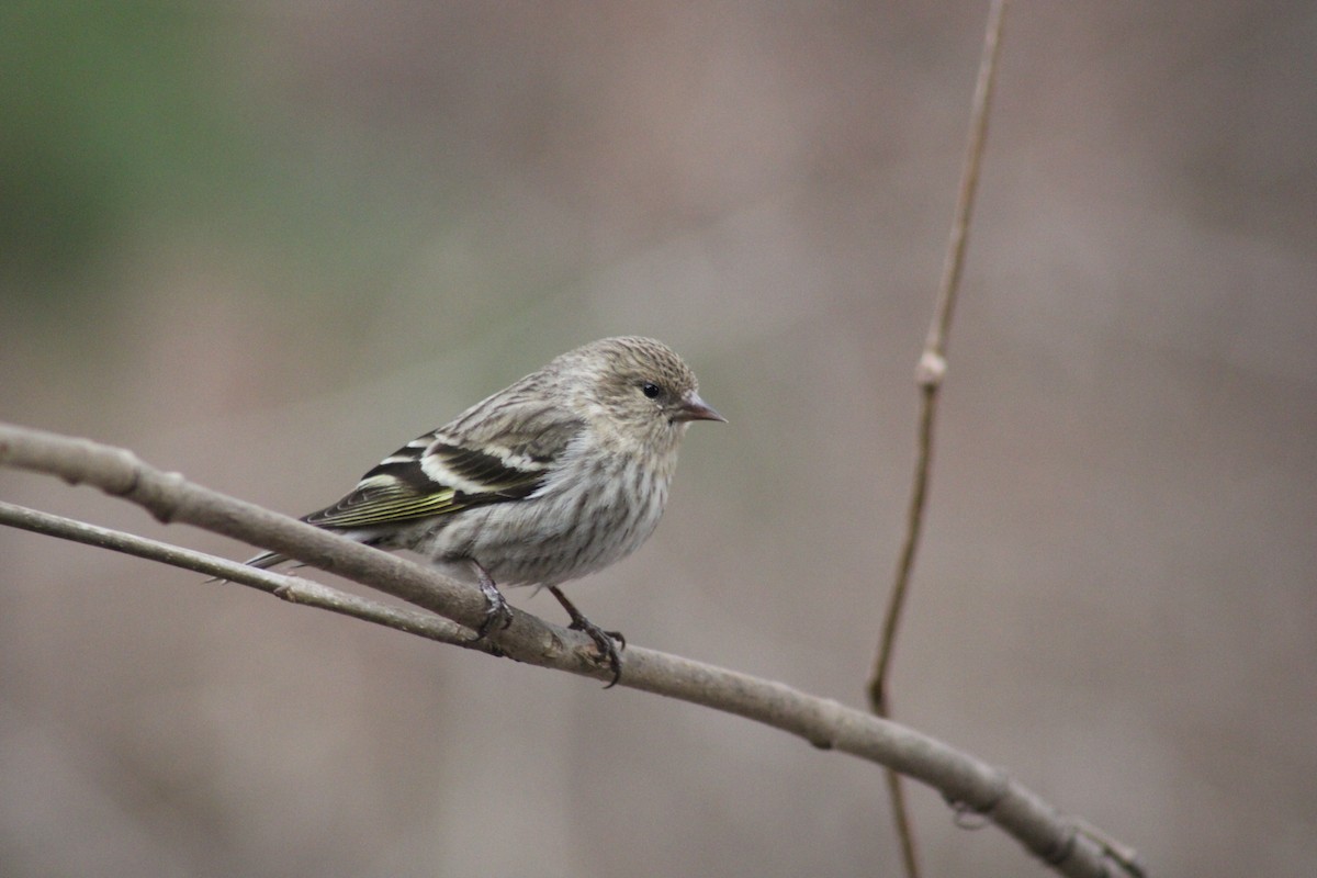 Pine Siskin - ML616944744