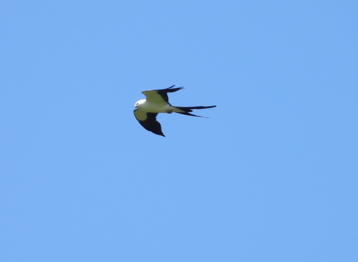 Swallow-tailed Kite - ML616944747