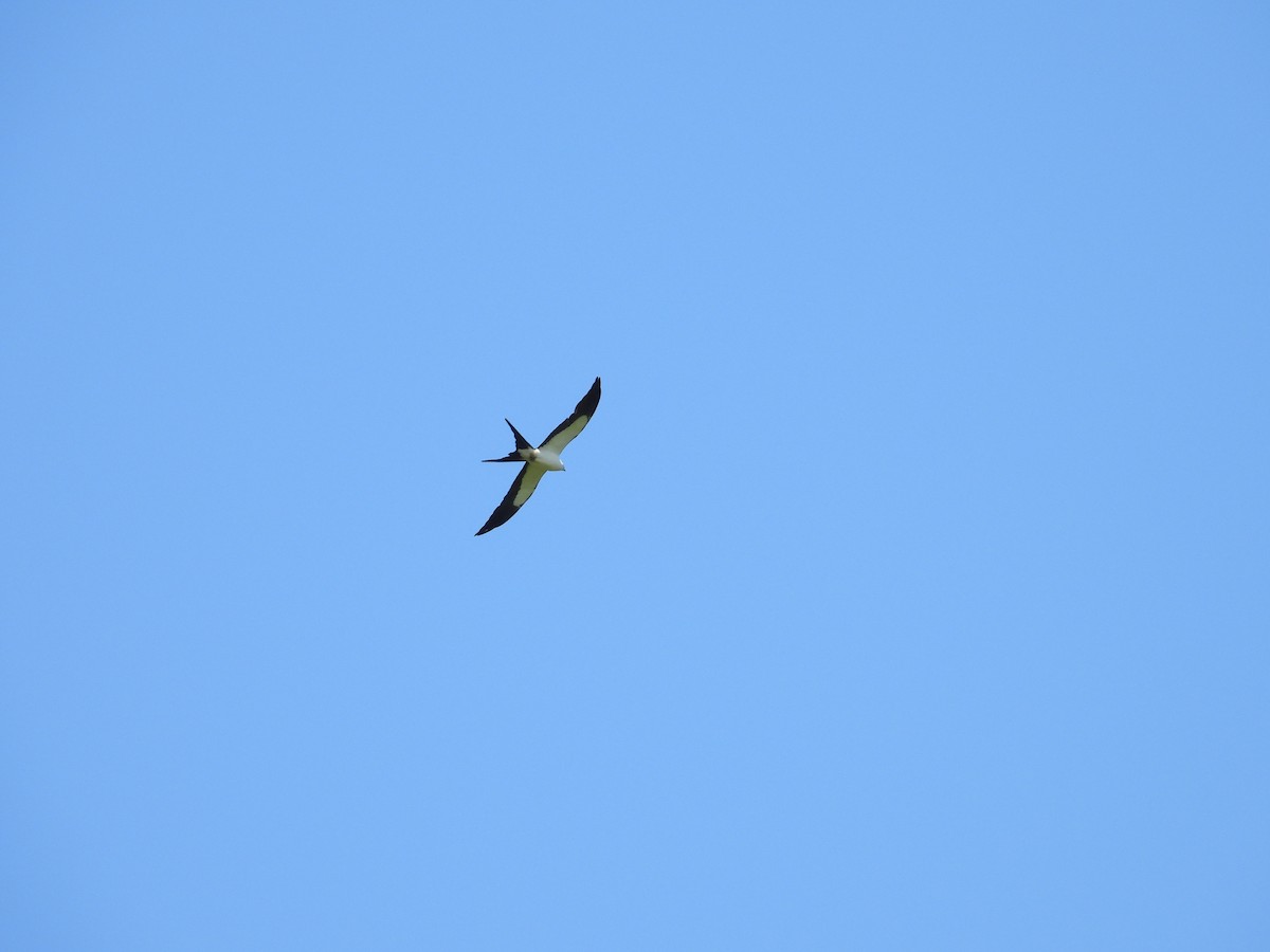 Swallow-tailed Kite - ML616944748