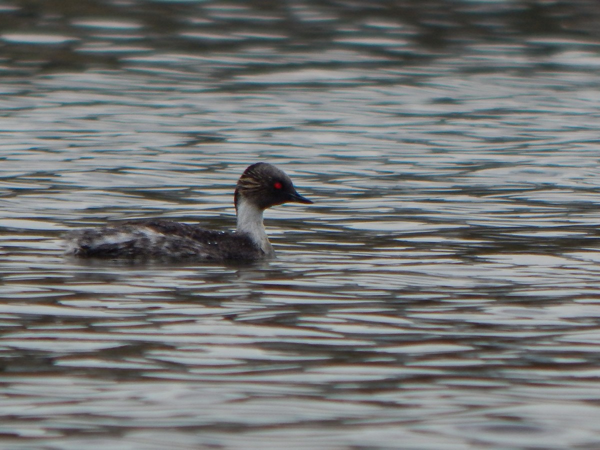 Silvery Grebe - ML616944808