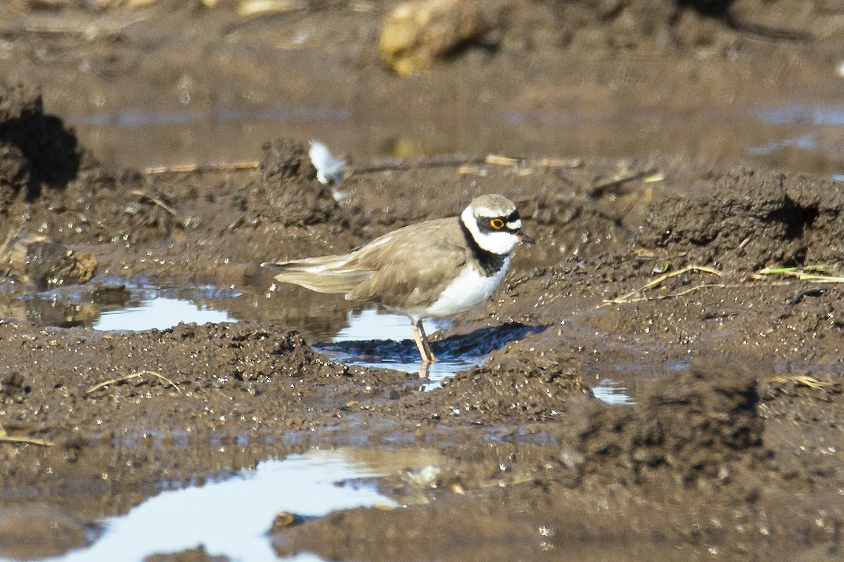 Little Ringed Plover (curonicus) - ML616944838