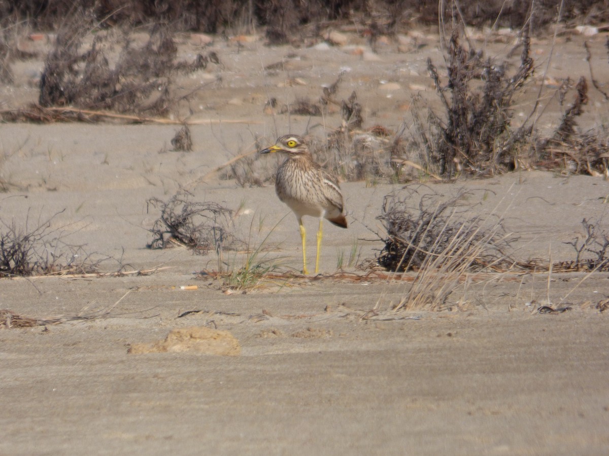 Eurasian Thick-knee - ML616944870