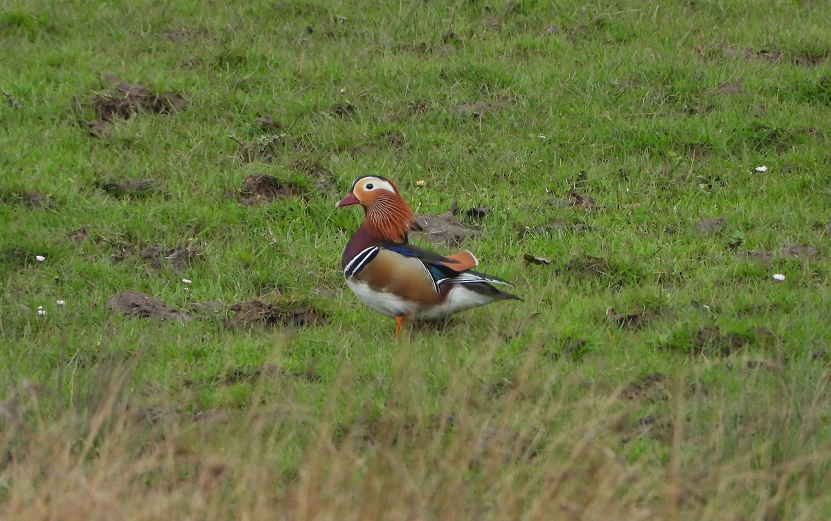 Mandarin Duck - ML616944880