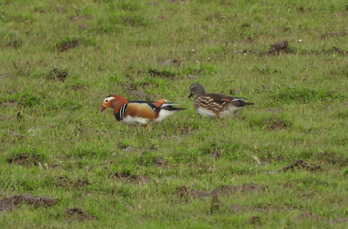 Mandarin Duck - ML616944881