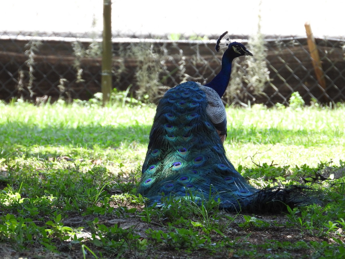 Indian Peafowl - ML616944924