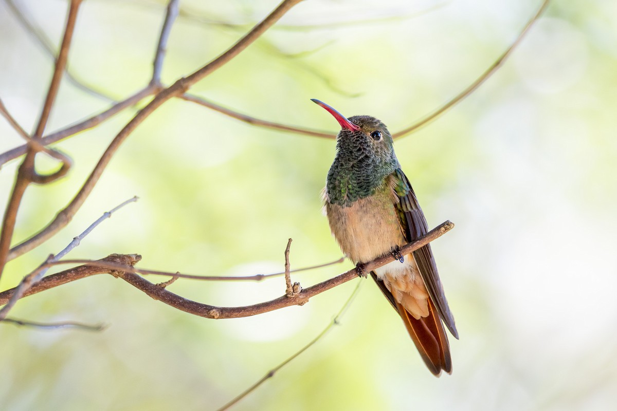 Buff-bellied Hummingbird - ML616944928