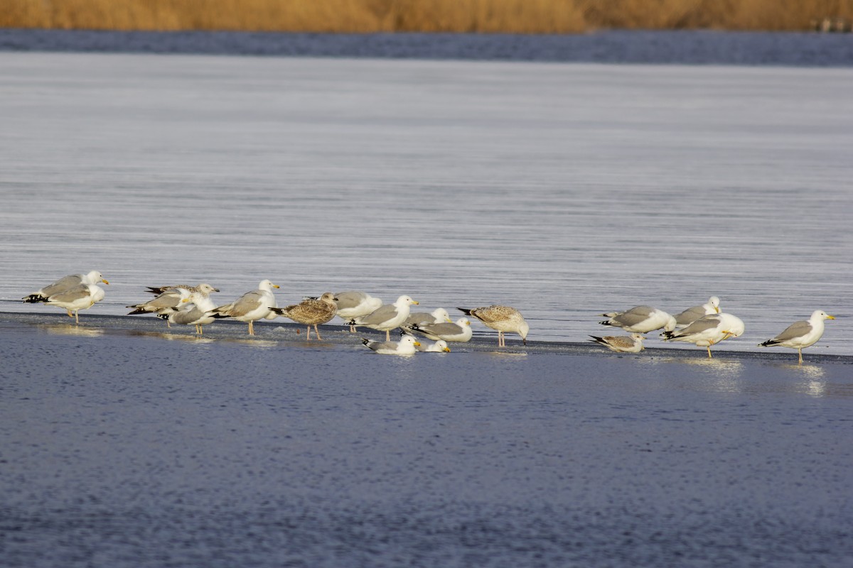 Caspian Gull - ML616944941