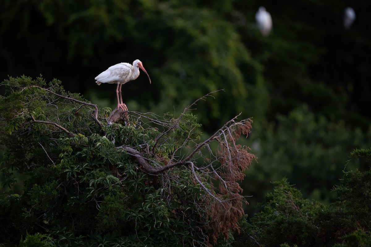 Ibis blanc - ML616944943