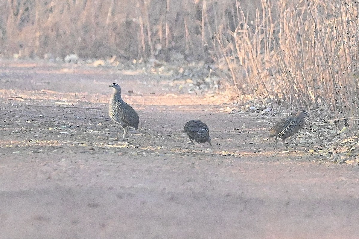 Stone Partridge - ML616944991