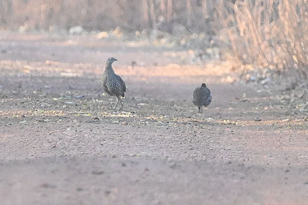 Stone Partridge - ML616944993