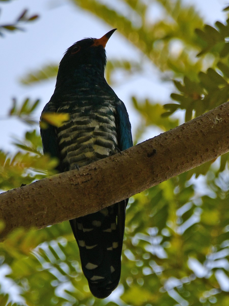 Asian Emerald Cuckoo - ML616945017
