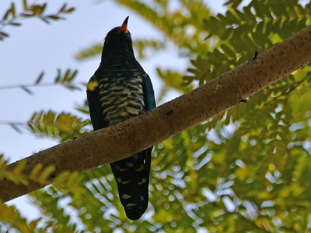 Asian Emerald Cuckoo - ML616945018