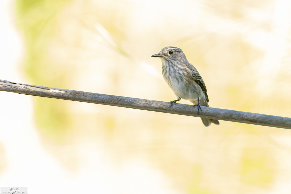 Spotted Flycatcher - Javier Gómez González