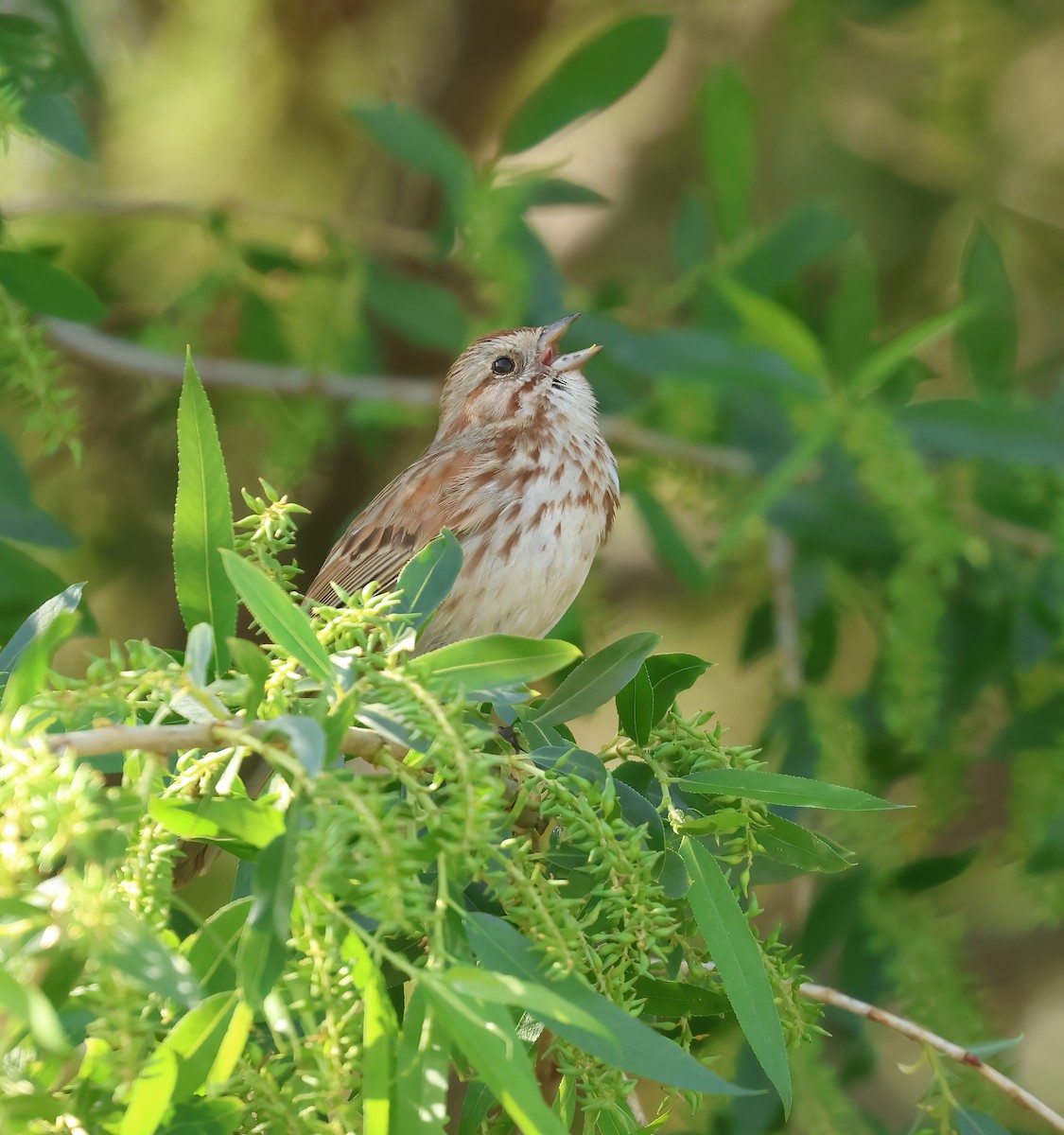 Song Sparrow - ML616945051