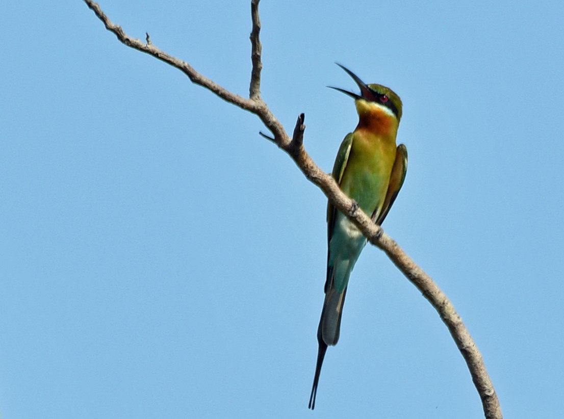 Blue-tailed Bee-eater - ML616945054
