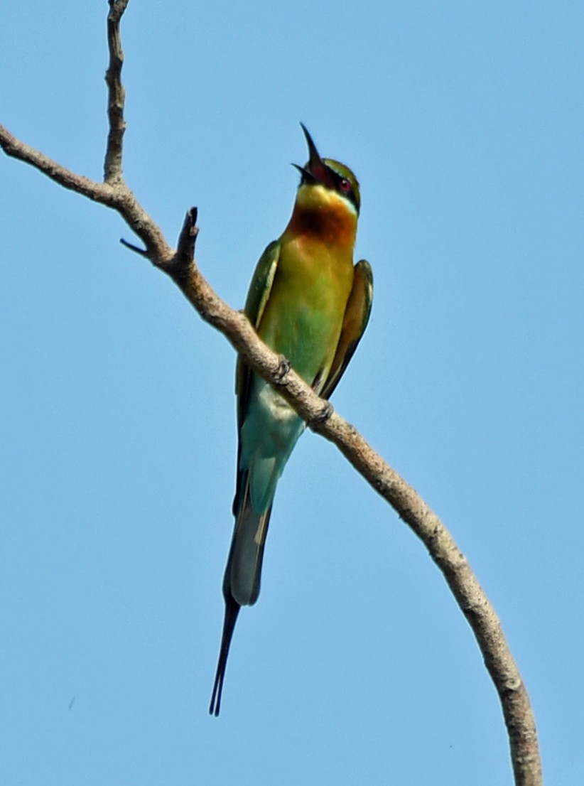 Blue-tailed Bee-eater - ML616945055
