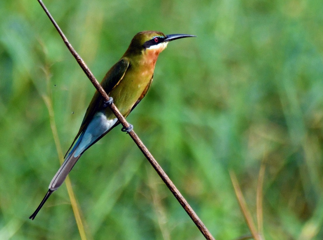 Blue-tailed Bee-eater - ML616945056