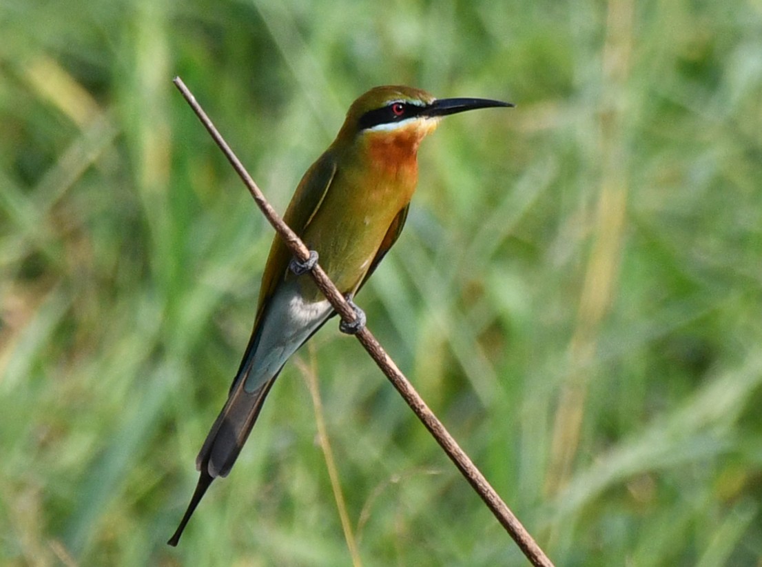 Blue-tailed Bee-eater - ML616945057