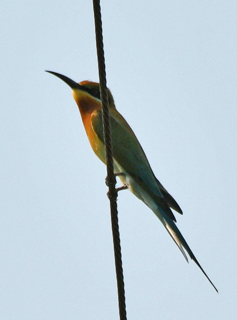 Blue-tailed Bee-eater - ML616945058