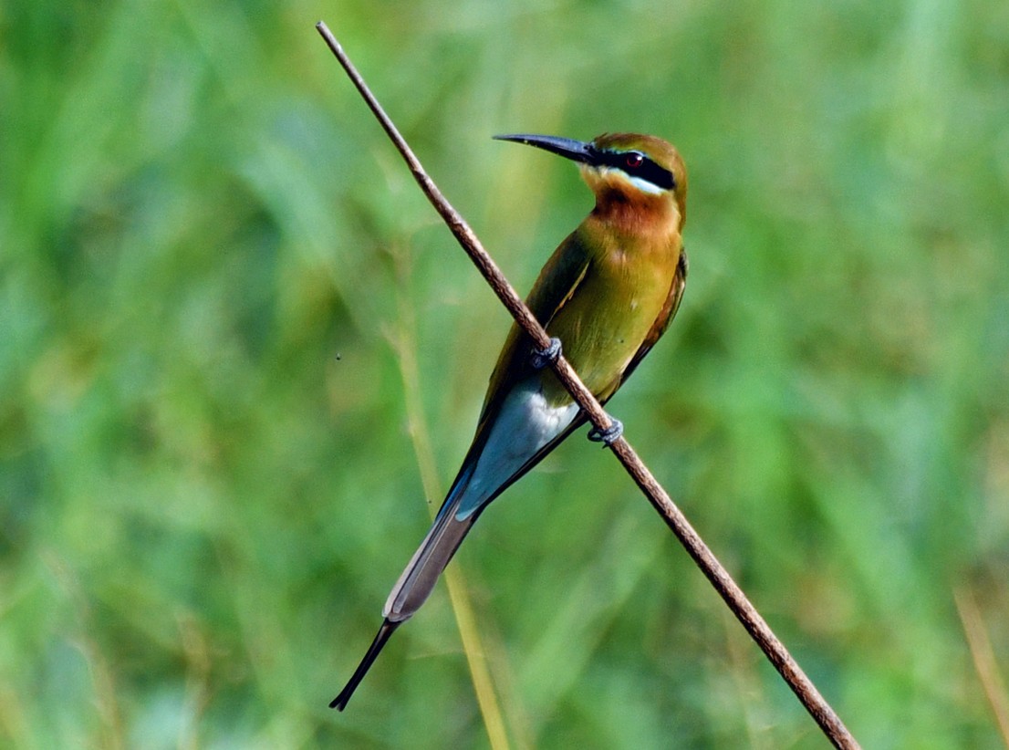 Blue-tailed Bee-eater - ML616945059