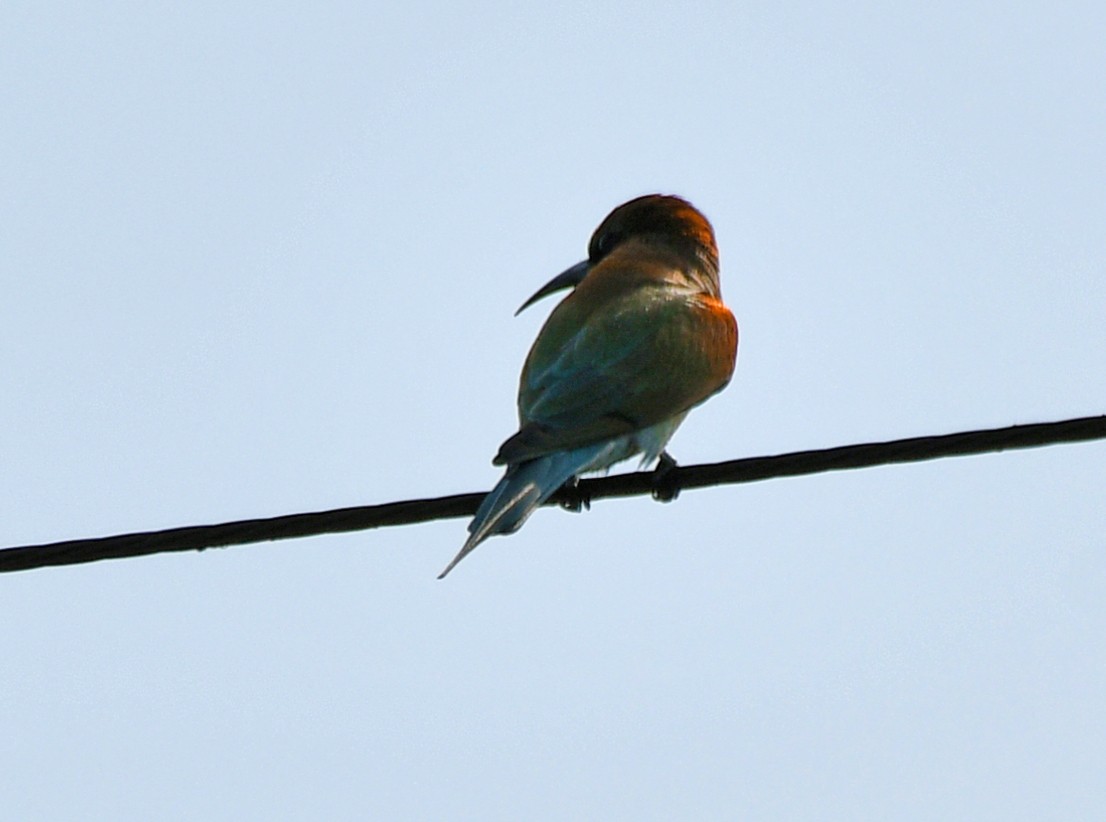 Blue-tailed Bee-eater - ML616945060