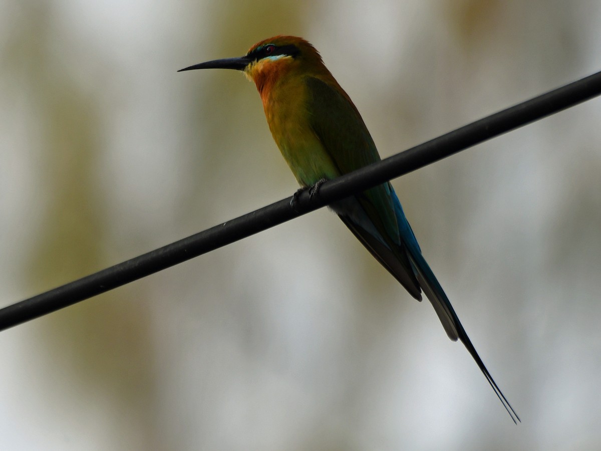 Blue-tailed Bee-eater - ML616945061