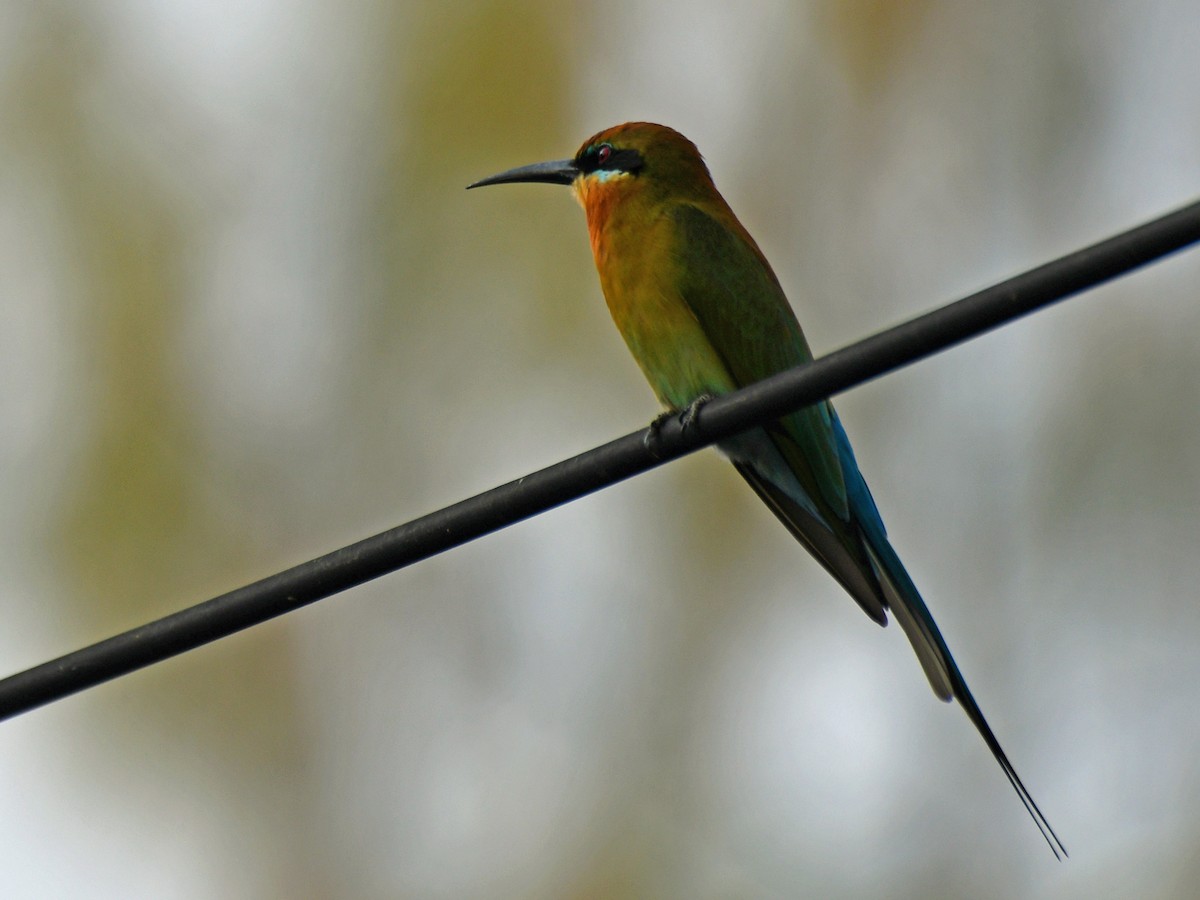 Blue-tailed Bee-eater - ML616945063