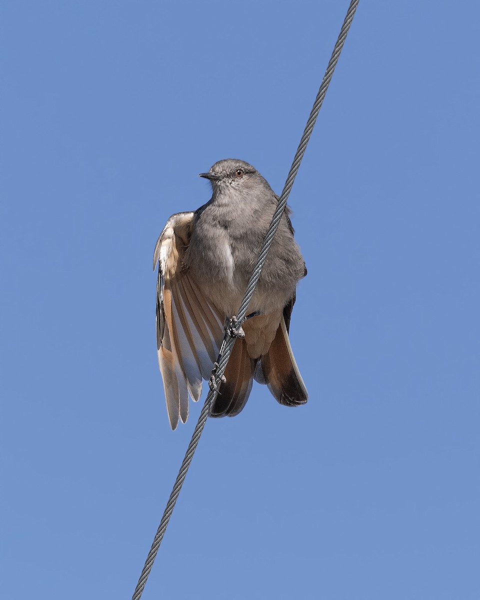 Rufous-webbed Bush-Tyrant - VERONICA ARAYA GARCIA