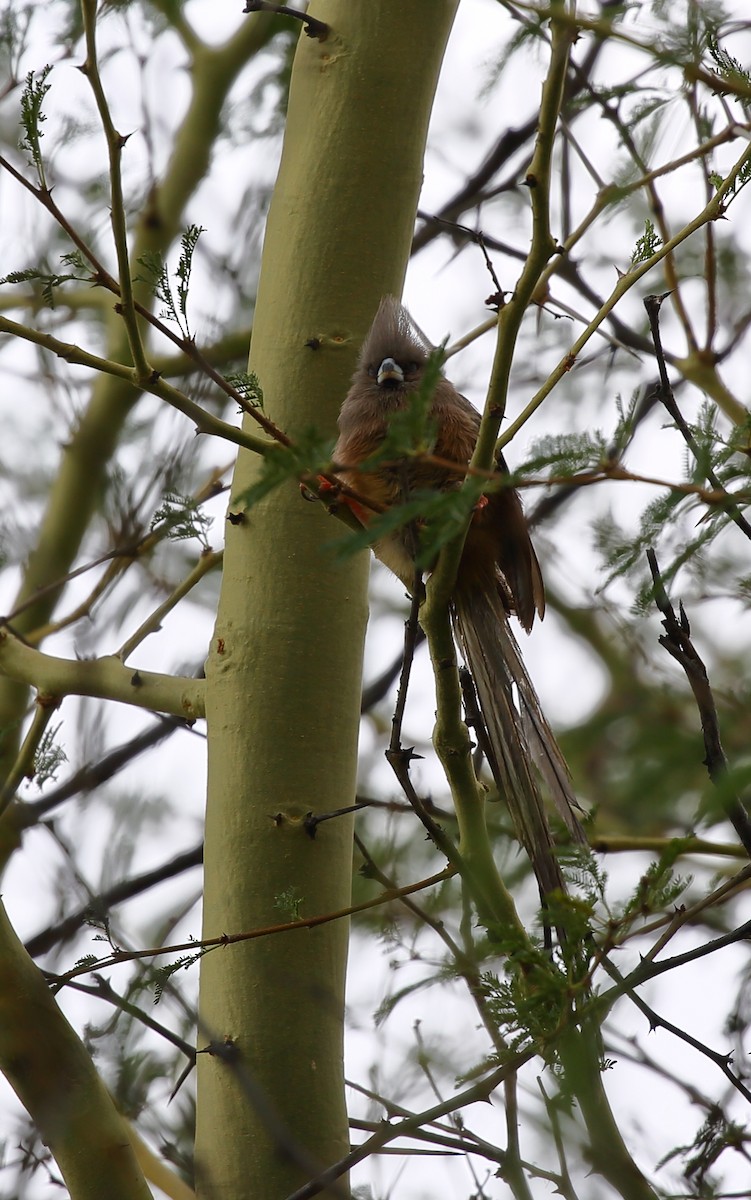 White-backed Mousebird - ML616945103