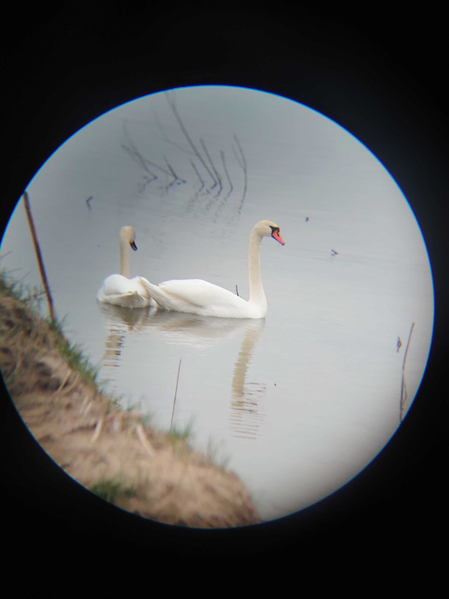 Mute Swan - ML616945117