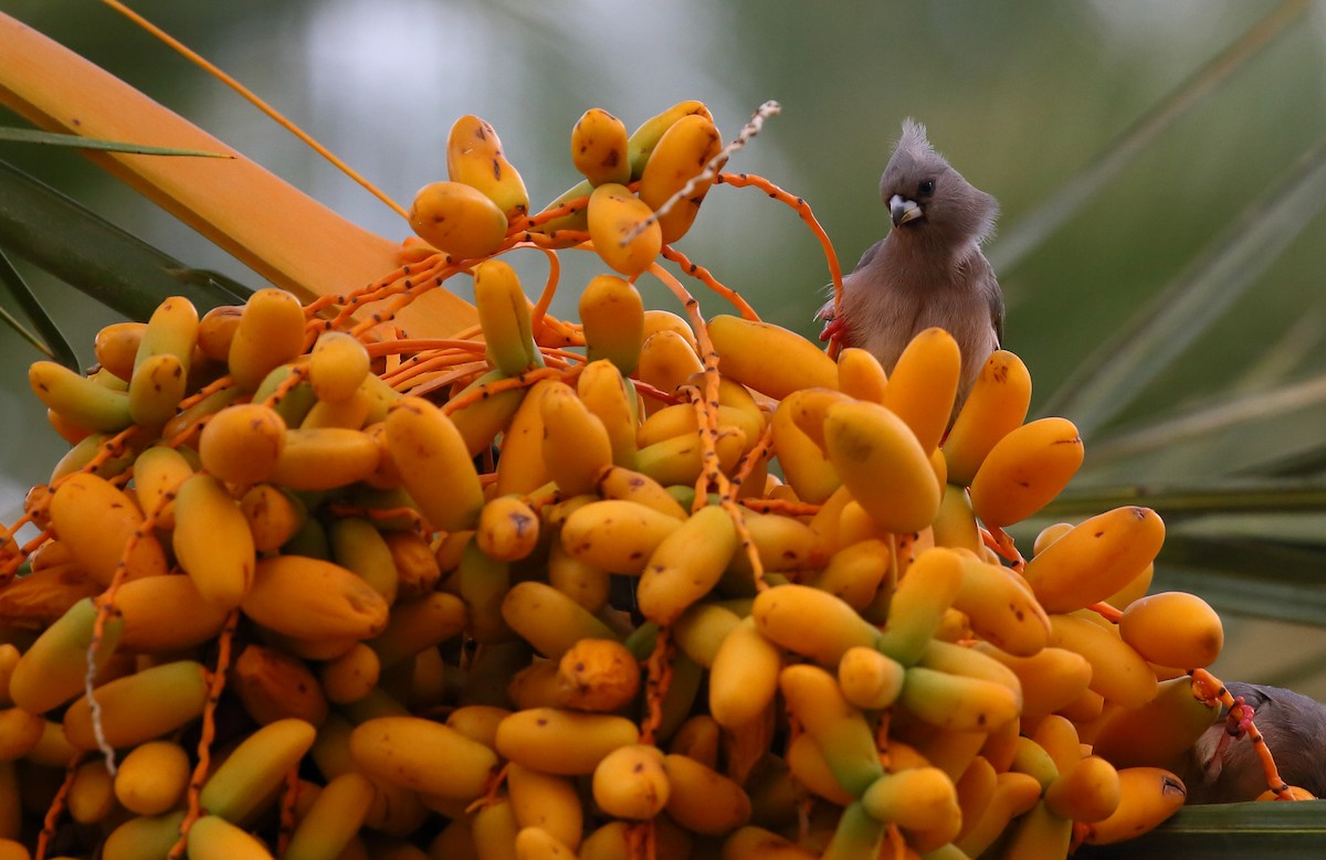 White-backed Mousebird - ML616945123