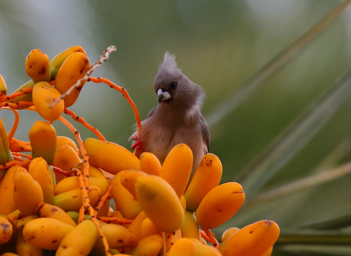 White-backed Mousebird - ML616945149