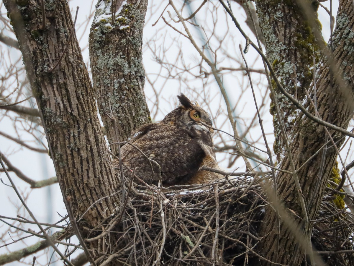 Great Horned Owl - ML616945165