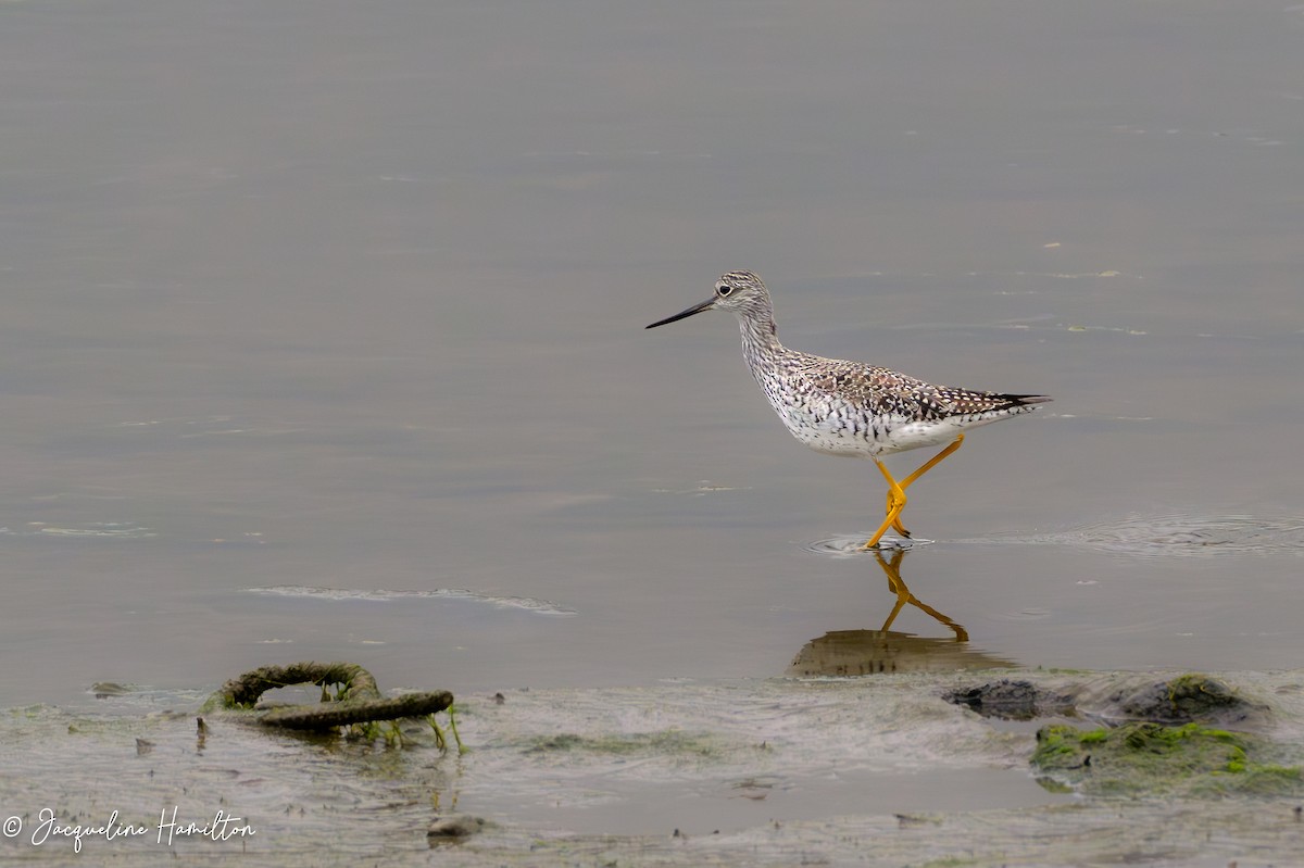 Greater Yellowlegs - ML616945191