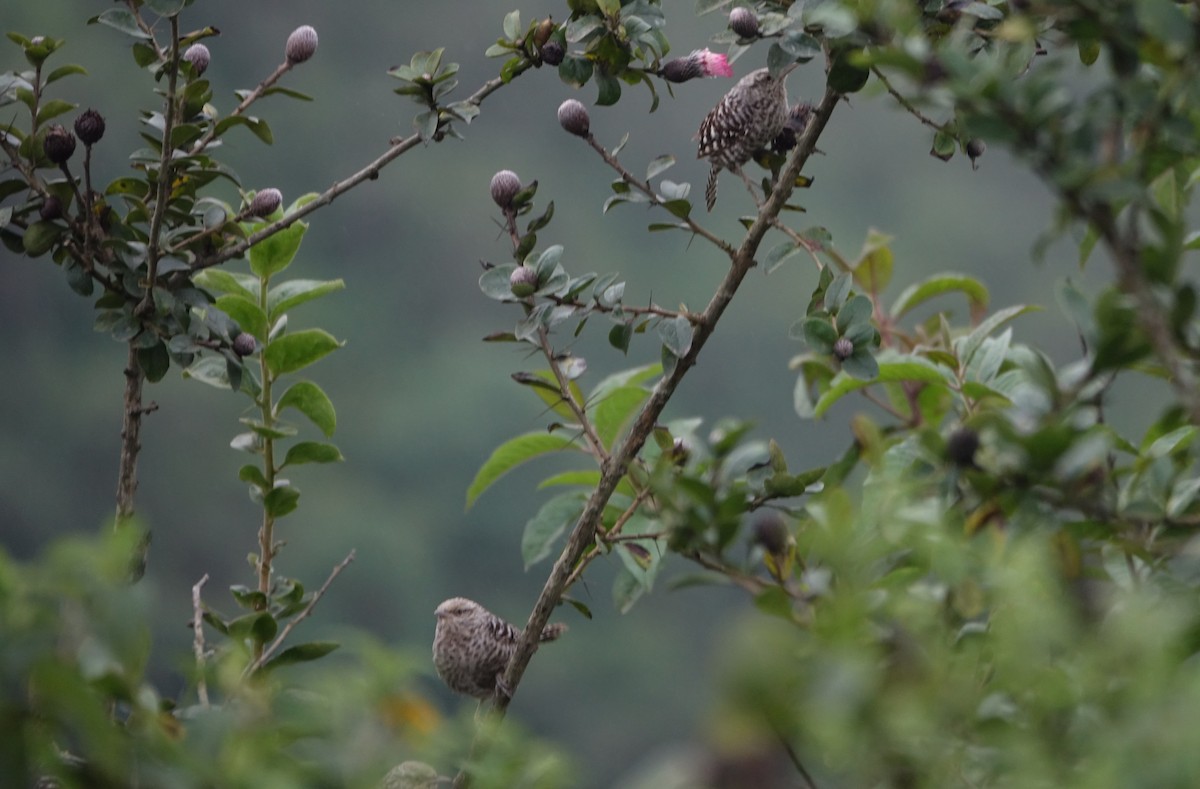 Fasciated Wren - Martin Brookes