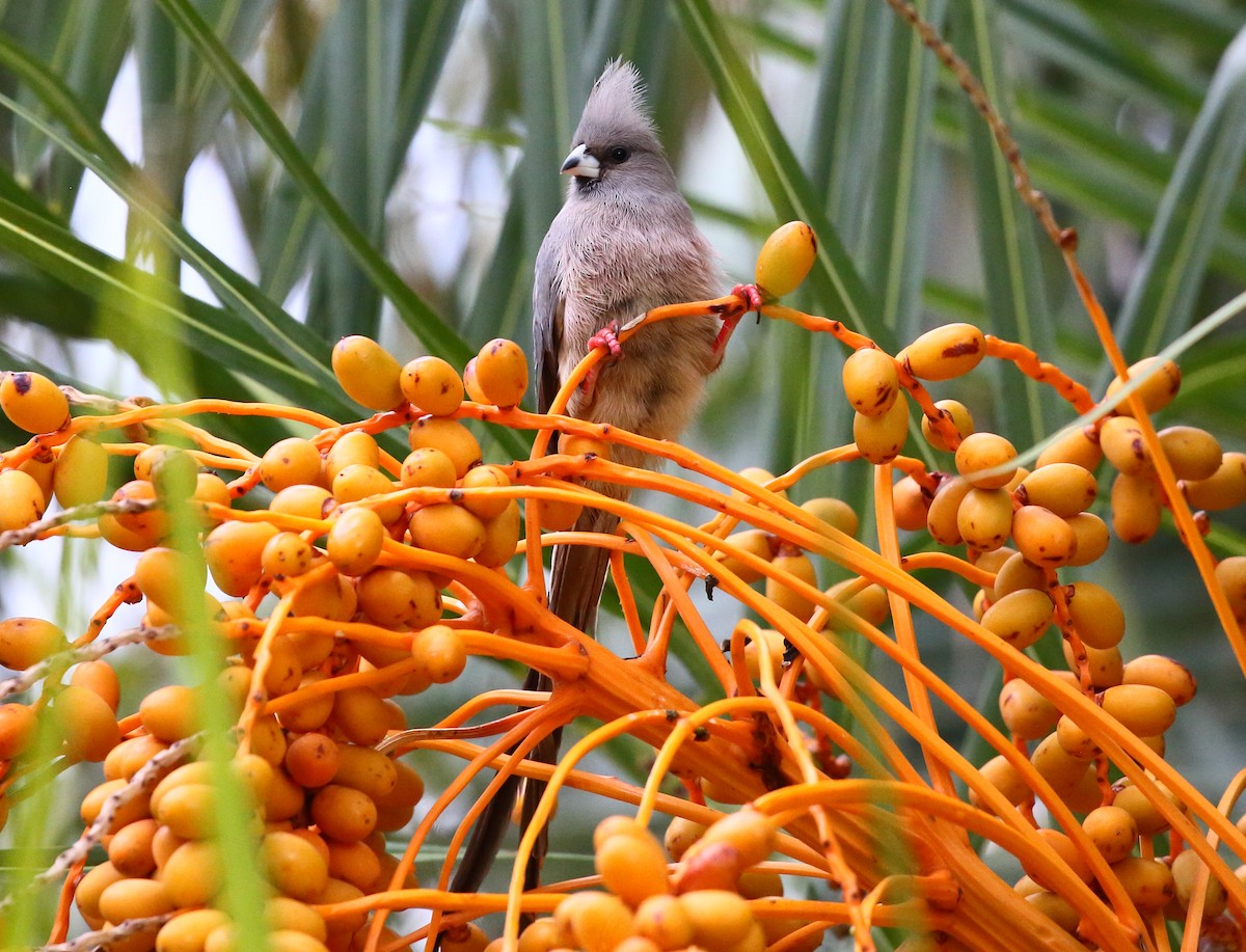 White-backed Mousebird - ML616945228