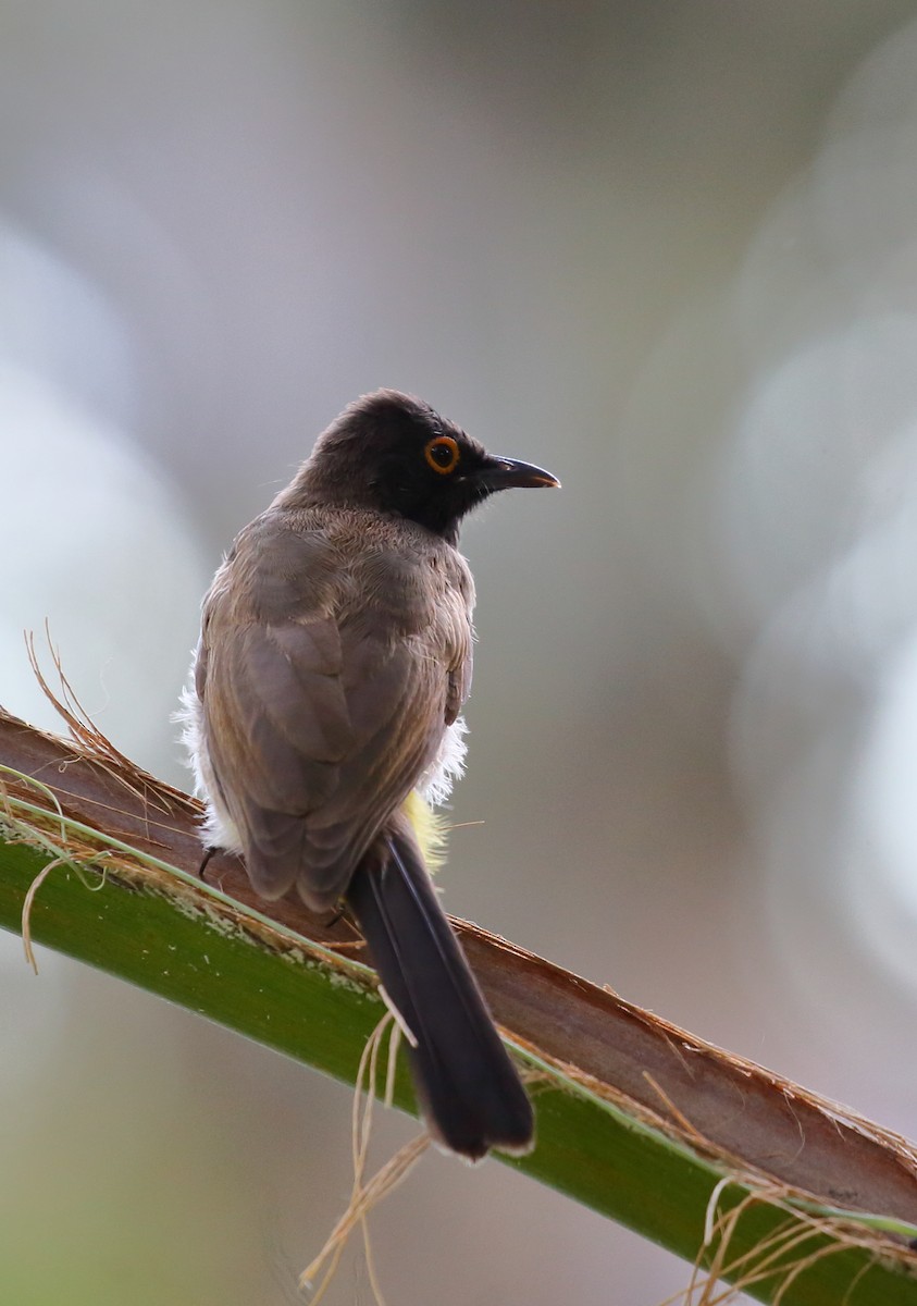 Black-fronted Bulbul - Yannick FRANCOIS