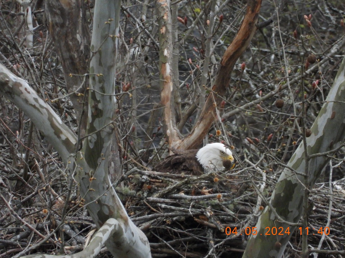 Weißkopf-Seeadler - ML616945289