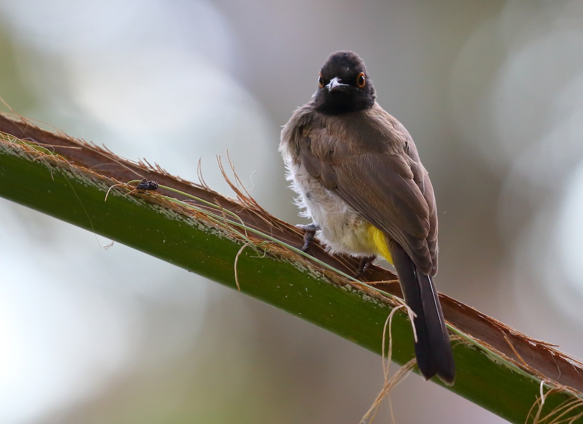 Black-fronted Bulbul - ML616945295