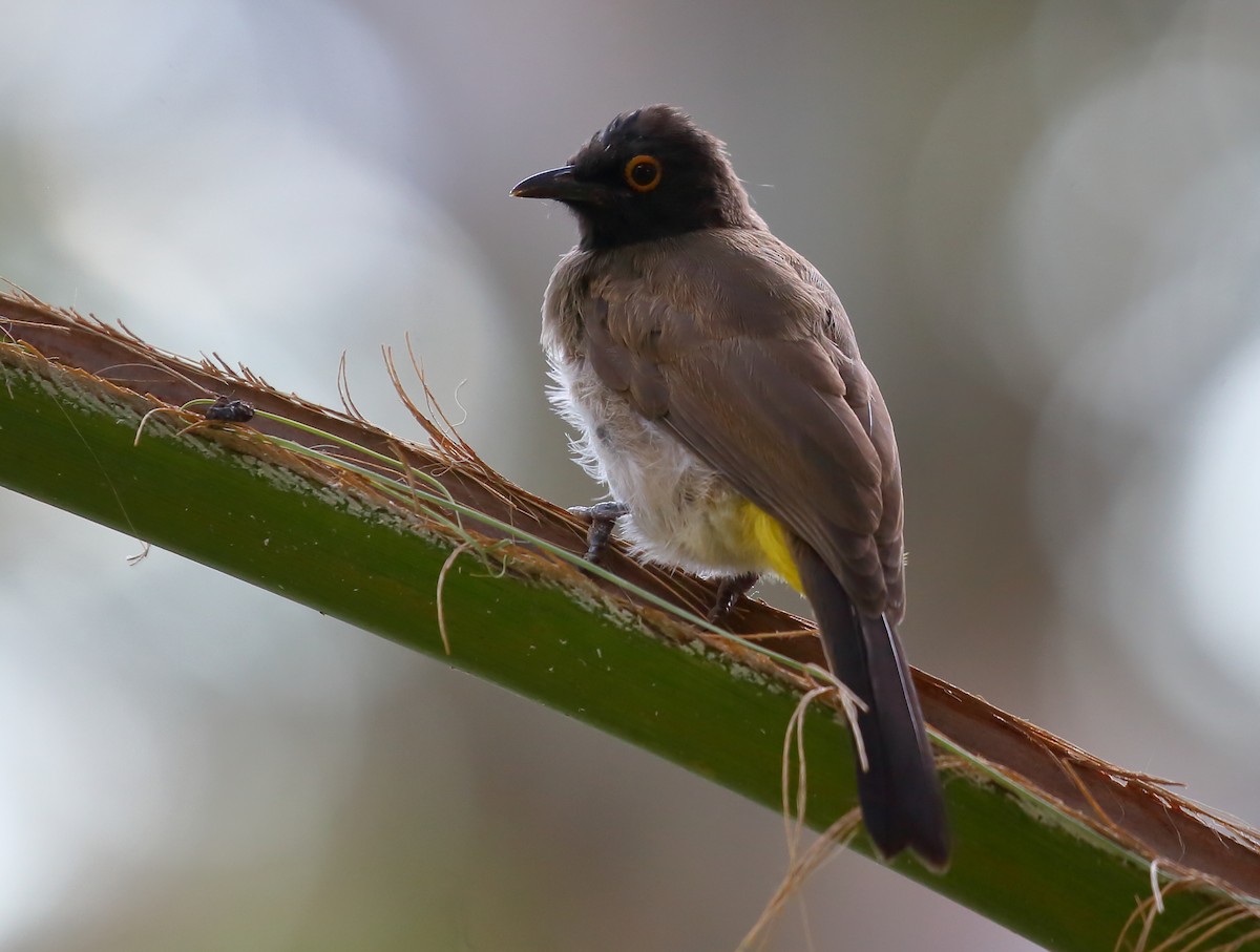 Black-fronted Bulbul - ML616945308