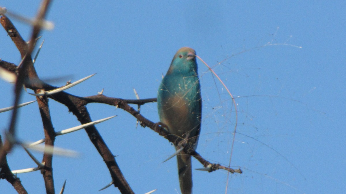 Southern Cordonbleu - Tarun Khumalo