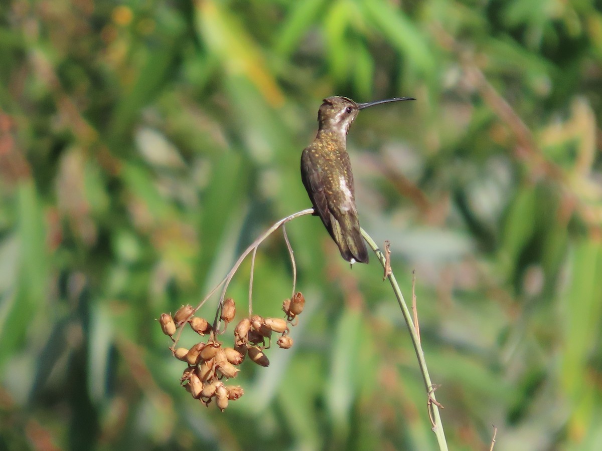 Plain-capped Starthroat - ML616945345