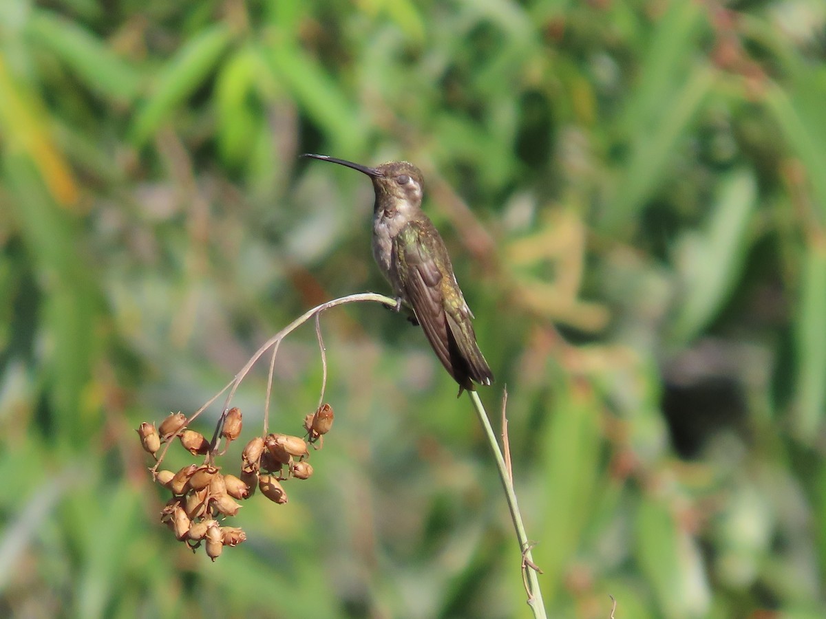 Plain-capped Starthroat - ML616945351