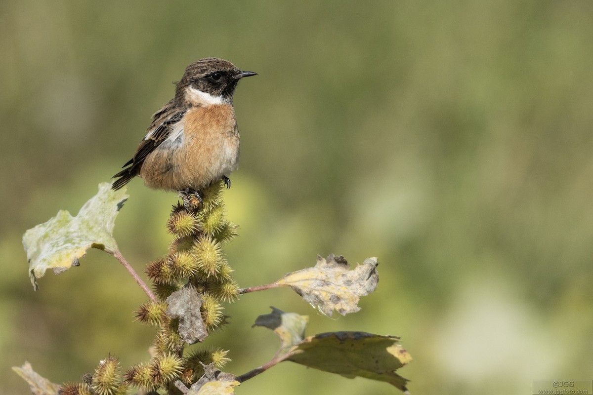 European Stonechat - Javier Gómez González