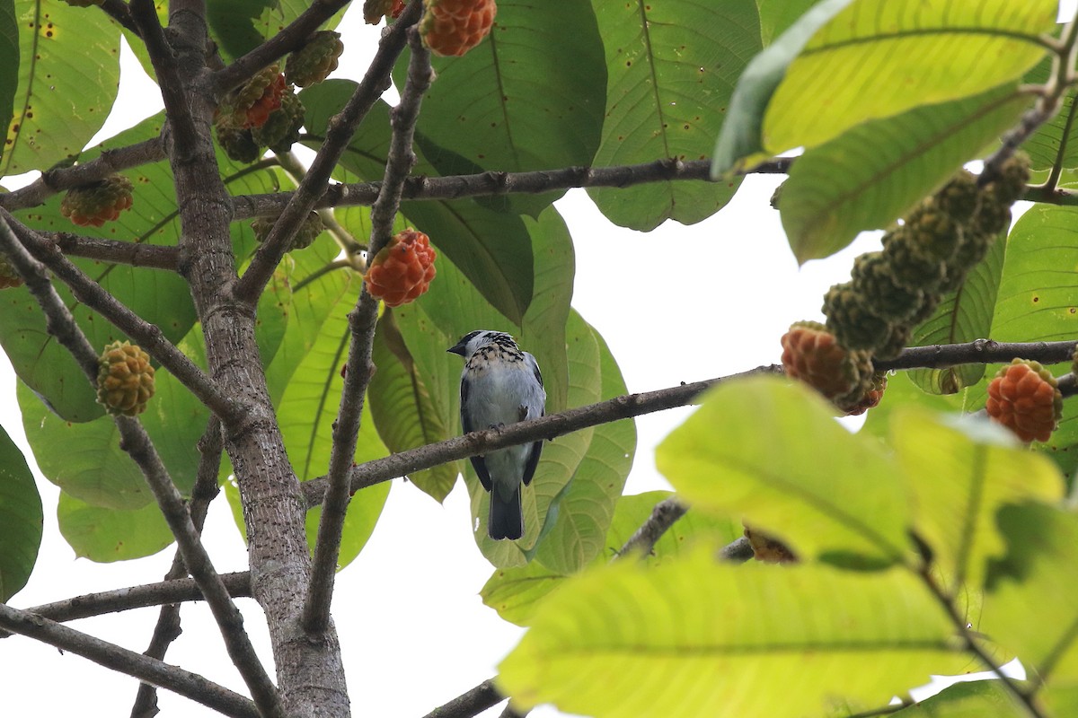 Gray-and-gold Tanager - ML616945394