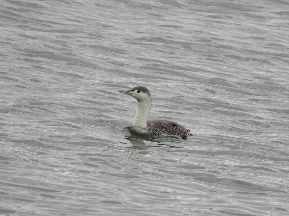 Red-throated Loon - ML616945416